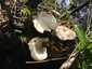 Nyár-fagomba (Lentinus tigrinus), Vértes